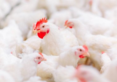Kapalı tavuk çiftliği, tavuk besleme, büyüyen Broiler tavuk için çiftlik