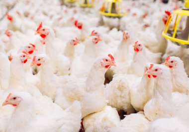 Kapalı tavuk çiftliği, tavuk besleme, büyüyen Broiler tavuk için çiftlik
