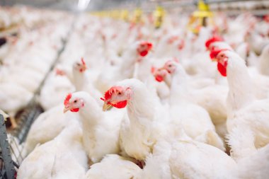 Kapalı tavuk çiftliği, tavuk besleme, büyüyen Broiler tavuk için çiftlik
