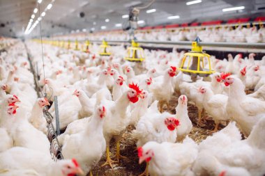 Kapalı tavuk çiftliği, tavuk besleme, büyüyen Broiler tavuk için çiftlik