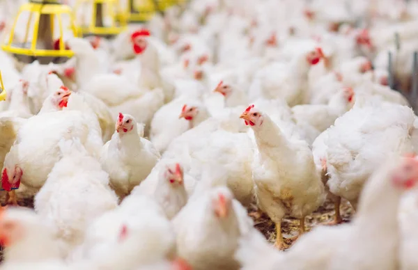 屋内鶏農場、鶏の餌付け、ブロイラー鶏を栽培するための農場 — ストック写真