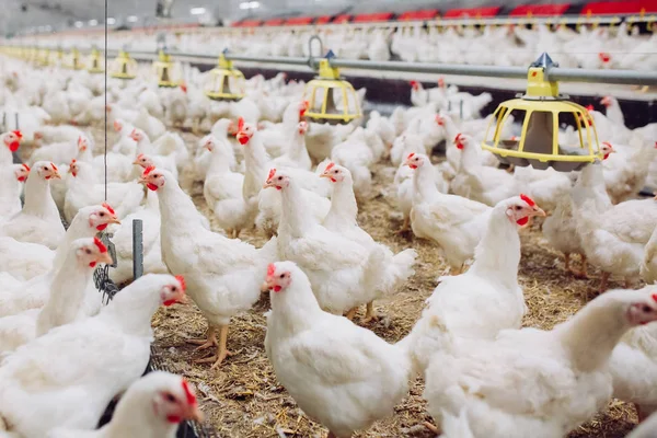 Fazenda de frango interior, alimentação de frango, fazenda para o crescimento de frangos de corte — Fotografia de Stock