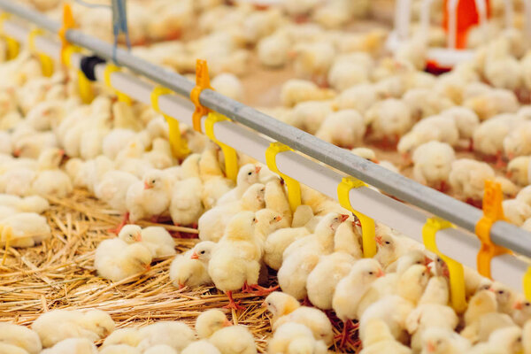 Крытая птицеферма, кормление цыплят, ферма по выращиванию цыплят-бройлеров
