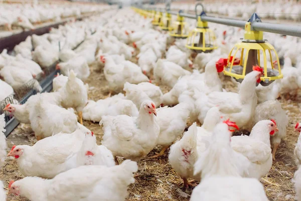 V interiérech kuřecí farmy, krmení kuřat, hospodářství pro pěstování brojlerů — Stock fotografie