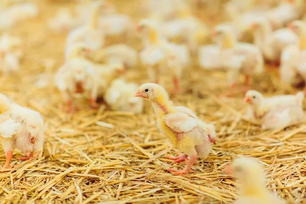 Granja de pollo interior, alimentación de pollo, granja para el cultivo de pollos de engorde — Foto de Stock