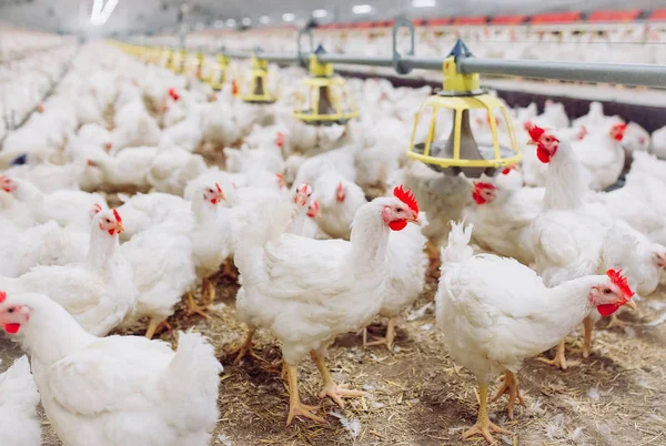 Fazenda de frango interior, alimentação de frango, fazenda para o crescimento de frangos de corte — Fotografia de Stock