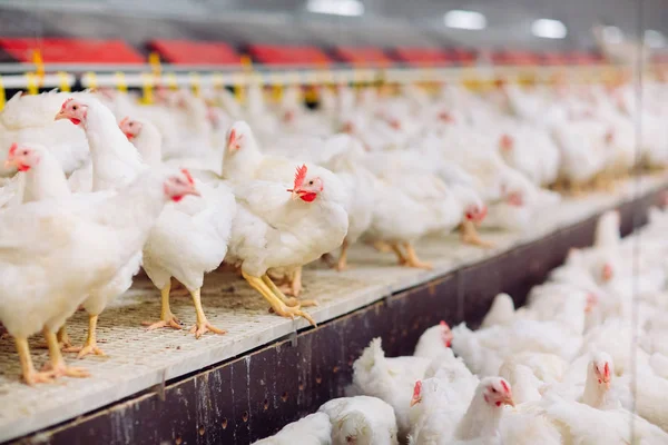 Granja de pollo interior, alimentación de pollo, granja para el cultivo de pollos de engorde — Foto de Stock