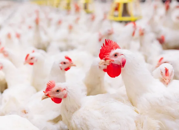 Gospodarstwo kurczaka w pomieszczeniu, karmienie kurczaka, gospodarstwo do uprawy kurcząt brojlerów — Zdjęcie stockowe