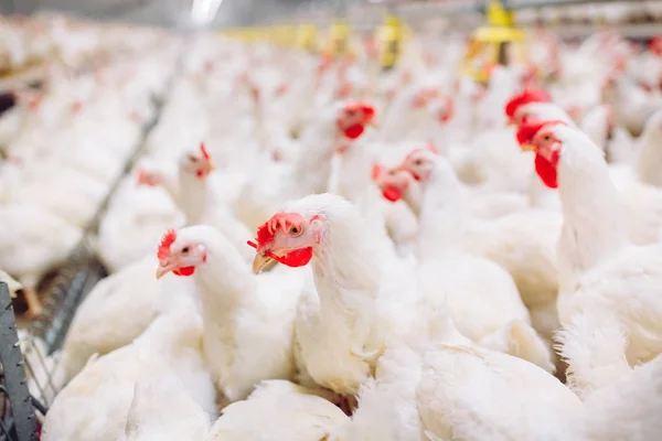 Granja de pollo interior, alimentación de pollo, granja para el cultivo de pollos de engorde — Foto de Stock