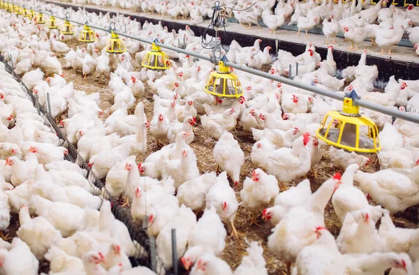 V interiérech kuřecí farmy, krmení kuřat, hospodářství pro pěstování brojlerů — Stock fotografie