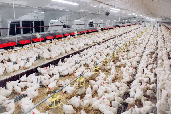 Fazenda de frango interior, alimentação de frango, fazenda para o crescimento de frangos de corte — Fotografia de Stock