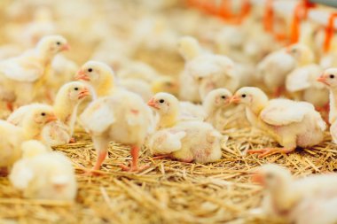 Büyük kapalı modern tavuk çiftliği, tavuk besleme.