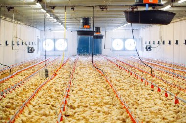 Big indoors modern chicken farm, chicken feeding. clipart