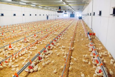 Big indoors modern chicken farm, chicken feeding. clipart