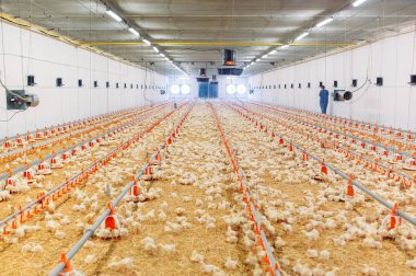 Büyük kapalı modern tavuk çiftliği, tavuk besleme.