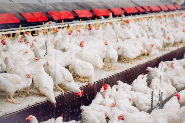 Velký uvnitř moderní kuřecí farma, krmení kuřat. — Stock fotografie