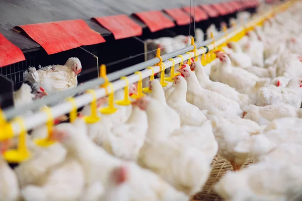 Velký uvnitř moderní kuřecí farma, krmení kuřat. — Stock fotografie