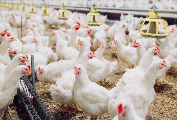 Büyük kapalı modern tavuk çiftliği, tavuk besleme. — Stok fotoğraf