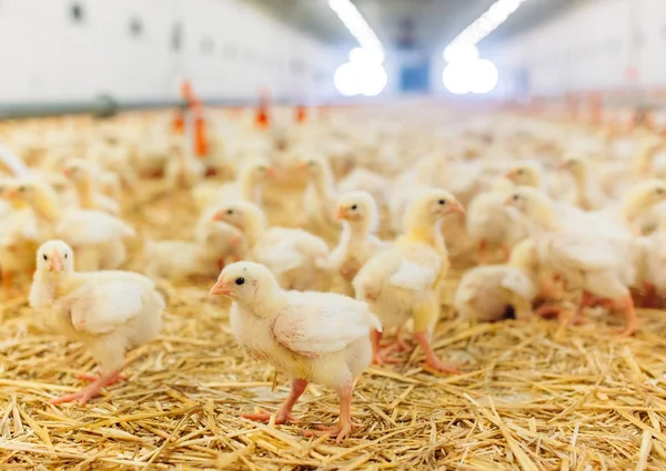 Große drinnen moderne Hühnerfarm, Hühnerfütterung. — Stockfoto