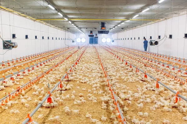 Große drinnen moderne Hühnerfarm, Hühnerfütterung. — Stockfoto