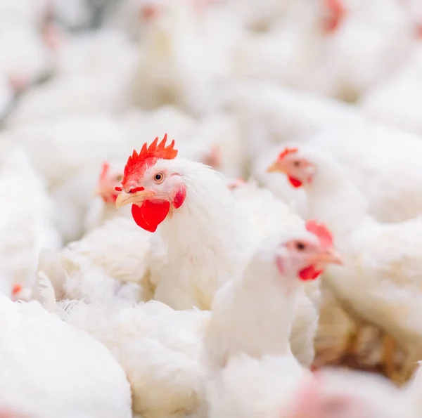 Große drinnen moderne Hühnerfarm, Hühnerfütterung. — Stockfoto