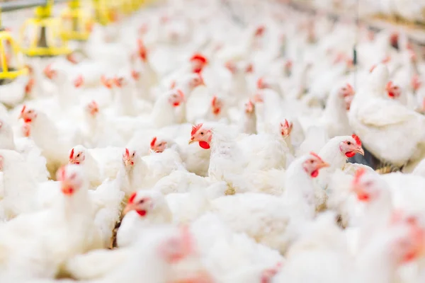 Nagy beltéri modern csirke farm, csirke etetés. — Stock Fotó