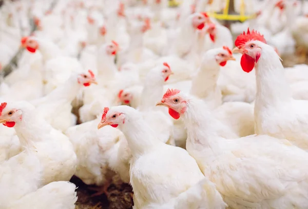 Big dalam ruangan peternakan ayam modern, ayam makan . — Stok Foto