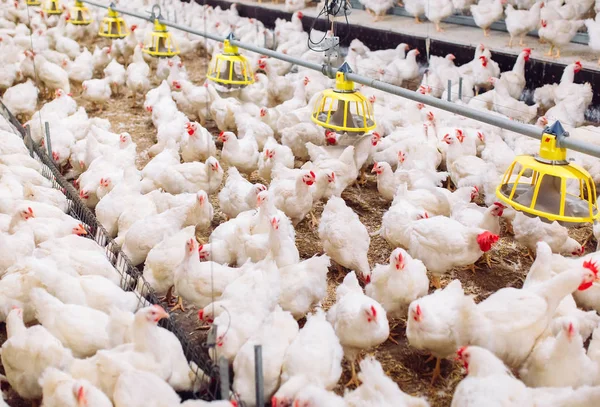 Büyük kapalı modern tavuk çiftliği, tavuk besleme. — Stok fotoğraf