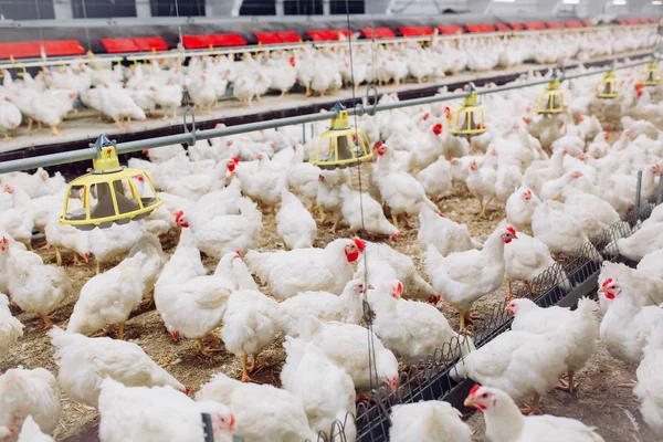 Grande dentro de casa moderna fazenda de frango, alimentação de frango . — Fotografia de Stock