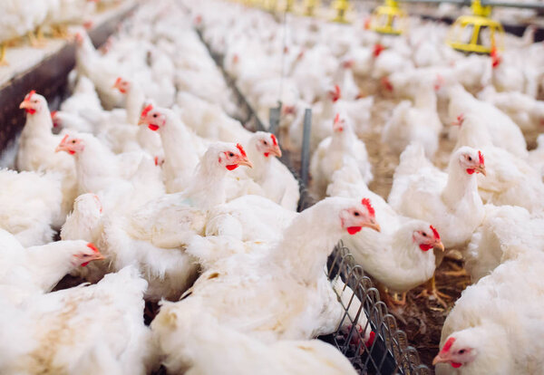 Большая современная куриная ферма, кормление цыплят
.