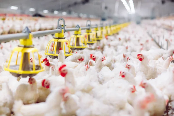 Grande dentro de casa moderna fazenda de frango, alimentação de frango . — Fotografia de Stock