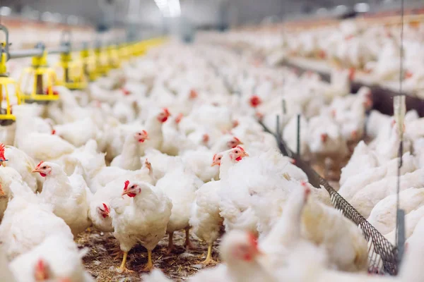 Granja de pollo moderna interior grande, alimentación de pollo . — Foto de Stock