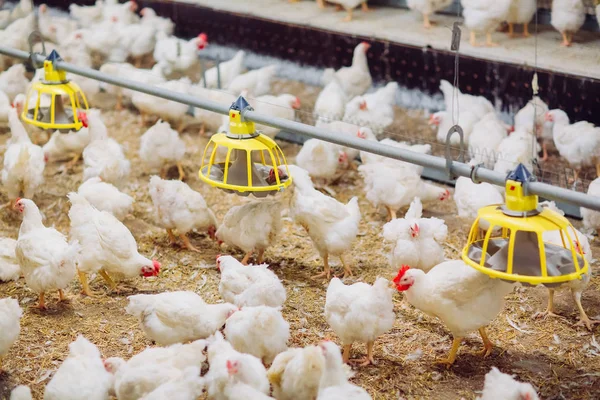 Velký uvnitř moderní kuřecí farma, krmení kuřat. — Stock fotografie