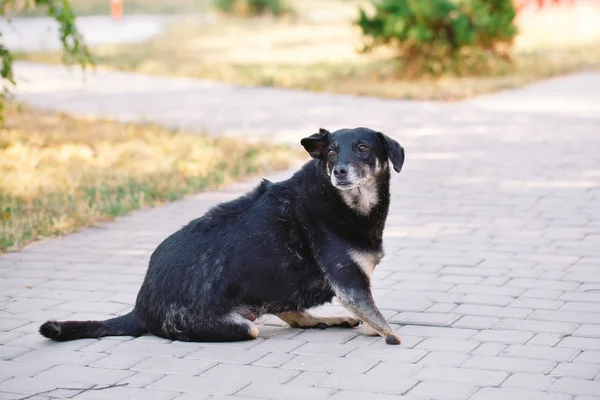 Crippled hond zonder drie benen liggend op de weg — Stockfoto