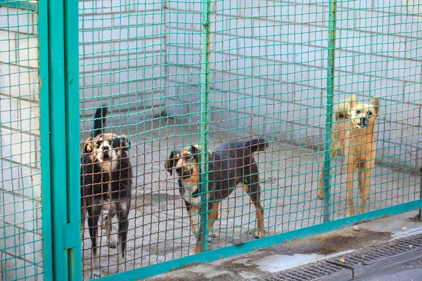 Shelter for stray dogs. Street shelter for homeless animals — Stock Photo, Image