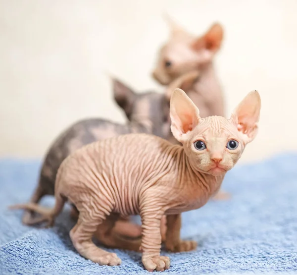 Hairless sphinx cats on a blue towel on a white background. — Stock Photo, Image