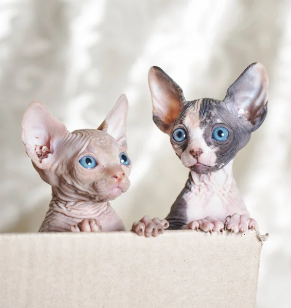 Gatos esfinge sem pêlos em uma caixa de córtex em um fundo branco . — Fotografia de Stock