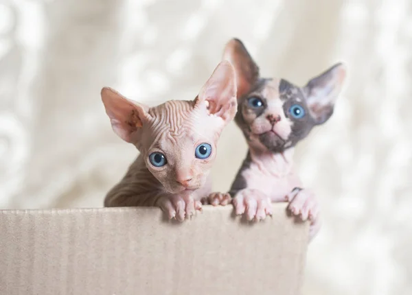 Gatos esfinge sem pêlos em uma caixa de córtex em um fundo branco . — Fotografia de Stock