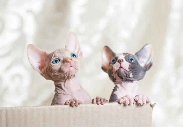 Hairless Sphinx katter i en cortex box på en vit bakgrund. — Stockfoto