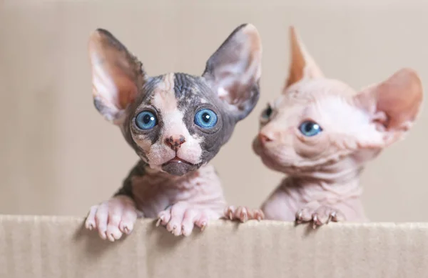 Gatos esfinge sem pêlos em uma caixa de córtex em um fundo branco . — Fotografia de Stock