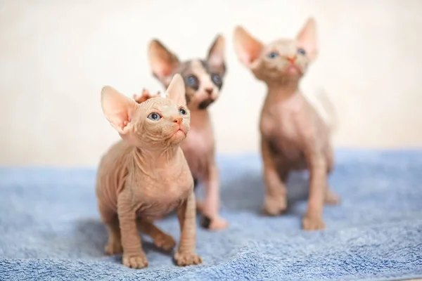 Gatos esfinge sem pêlos em uma toalha azul em um fundo branco . — Fotografia de Stock