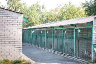 Evsiz sokak köpekleri için açık hava barınağı