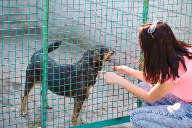 Kız çocuk odası Köpekler için gönüllü. Sokak köpekleri için barınak.