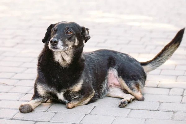 Crippled dog without three legs lying on the road — Stock Photo, Image