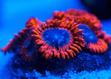 Bir Deniz Akvaryumu güzel ve renkli mercanlar.