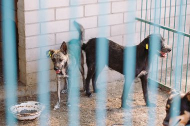 Evsiz sokak köpekleri için açık hava barınağı