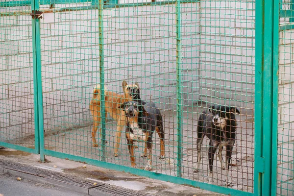 Open air shelter for homeless stray street dogs — Stock Photo, Image