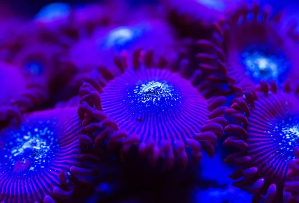 Bir Deniz Akvaryumu güzel ve renkli mercanlar.