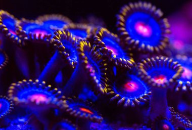 Bir Deniz Akvaryumu güzel ve renkli mercanlar.