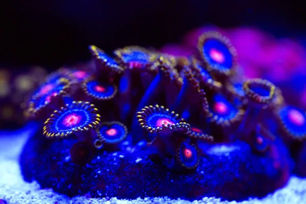 Beaux coraux colorés dans un aquarium marin . — Photo